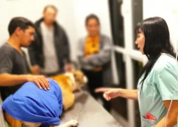 Scorsetti: “Hoy en día las mascotas tienen una mayor centralidad en los hogares que antes”