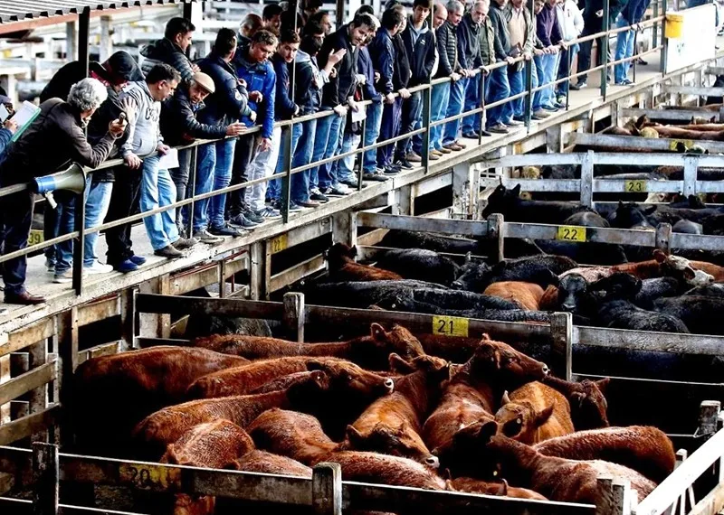 Las razones por las cuales aumenta la carne bovina en las carnicerías