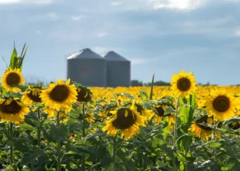 El girasol, el cultivo estrella: las exportaciones crecieron el 46,8% en 2025