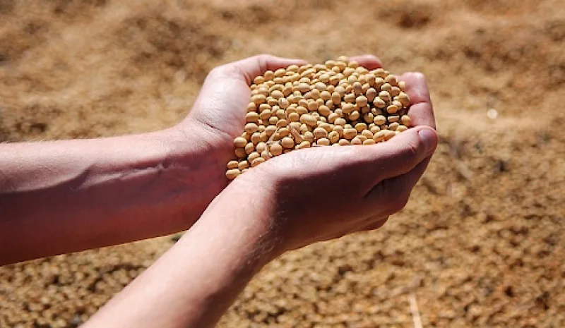 Desde CARBAP se expresaron sobre la nueva Ley de Semillas