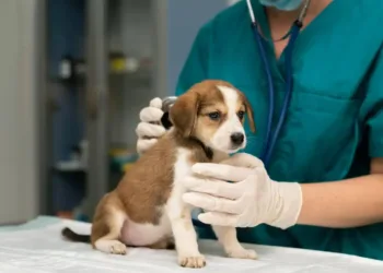 Crecen las prepagas para animales en Argentina