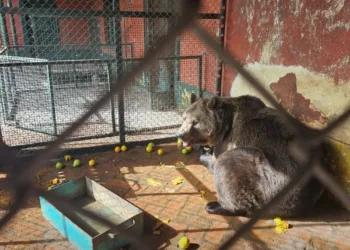 De Luján a Europa: trasladan a dos osos pardos y una tigresa de bengala