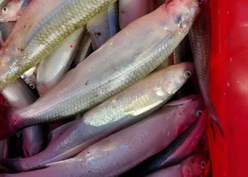 El pejerrey aún no tiene la medida esperada por los pescadores