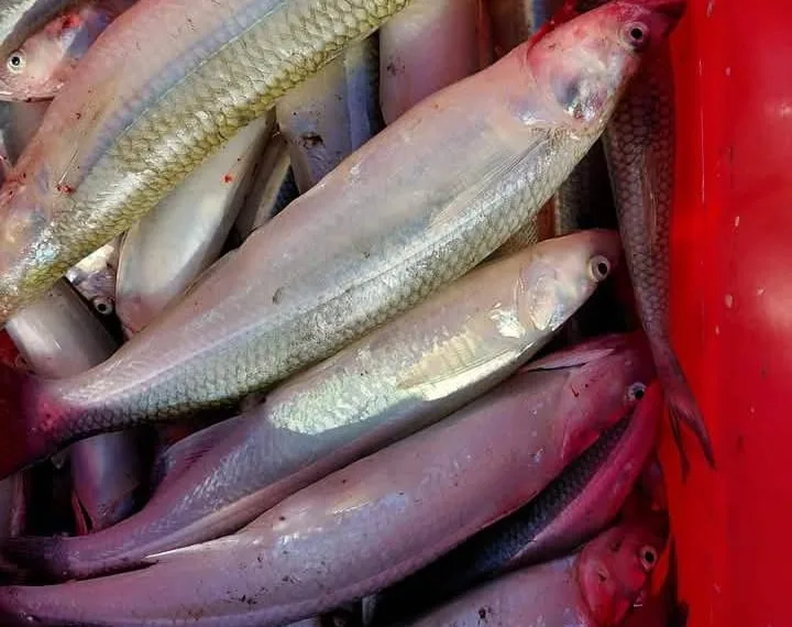 El pejerrey aún no tiene la medida esperada por los pescadores