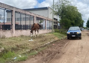 Secuestraron un caballo atado a una reja de una escuela