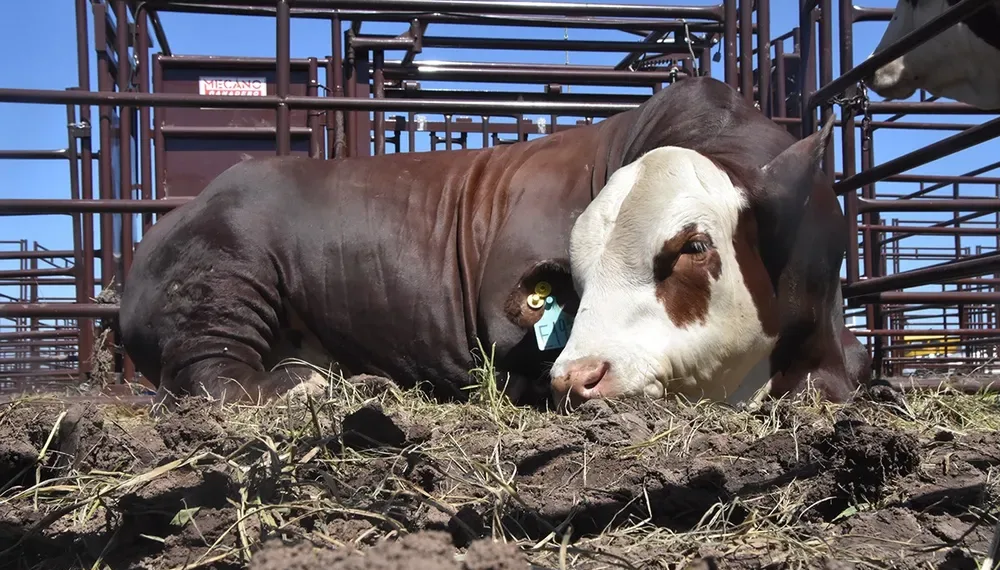 Dura reacción del campo bonaerense a la desregulación en la vacunación contra la aftosa