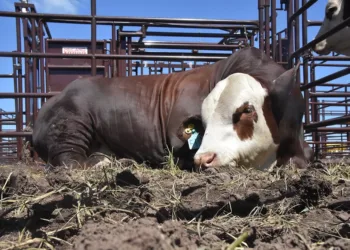 Dura reacción del campo bonaerense a la desregulación en la vacunación contra la aftosa