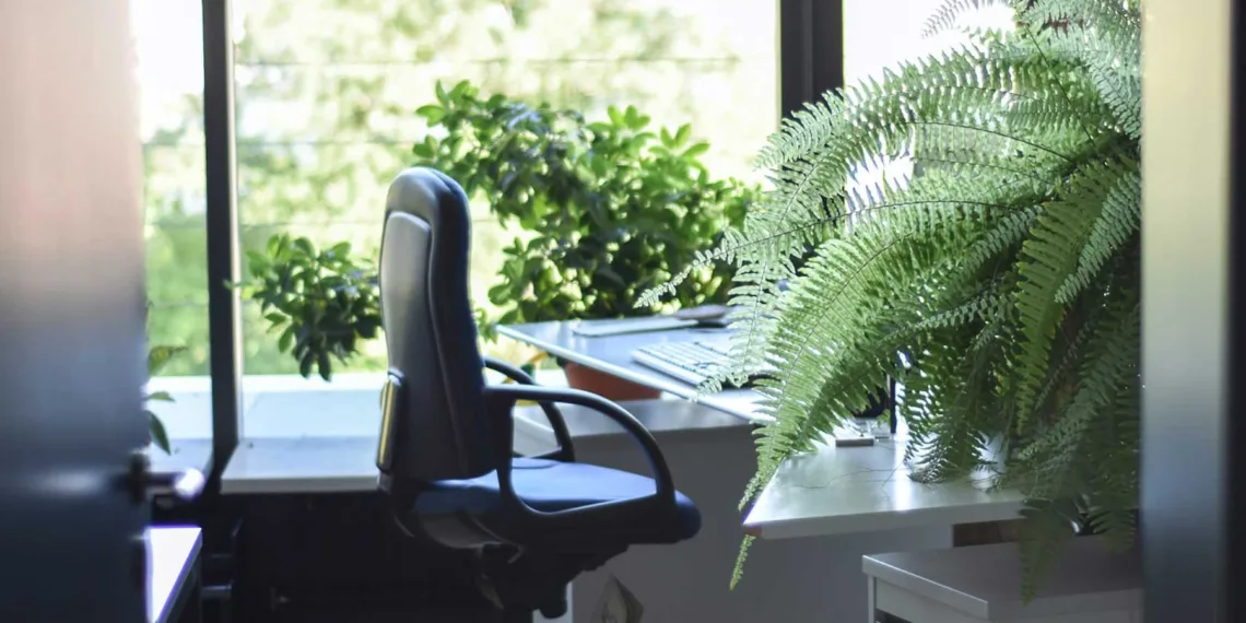 Plantas para tener en la oficina