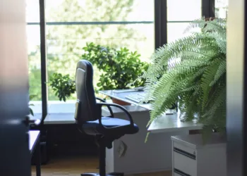 Plantas para tener en la oficina