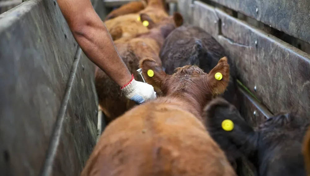 El Senasa libera la elección del veterinario para la vacunación de ganado