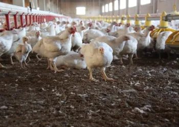 Gripe aviar: sacrificaron más de 100 aves en una granja de Alberti