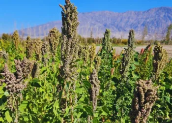 Argentina envía semillas al espacio para estudiar cómo responden a condiciones extremas