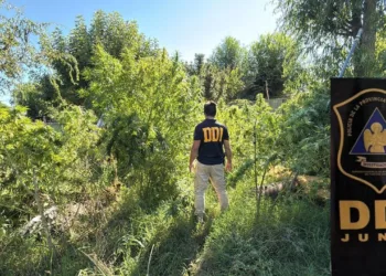 Efectivos policiales de Junín secuestraron 25 plantas de marihuana en Los Toldos