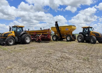 Crece la incertidumbre sobre si hacer o no trigo