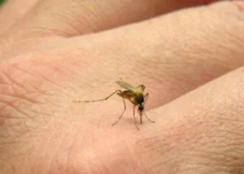 Alerta por el aumento de casos de chikungunya