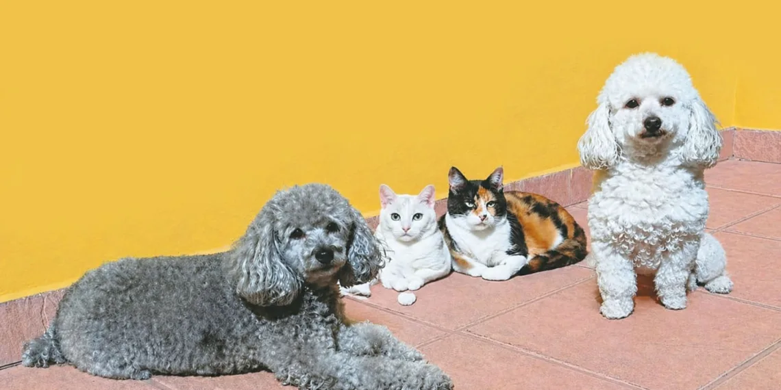 Se celebra hoy el Día del Animal