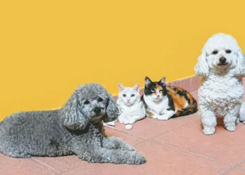 Se celebra hoy el Día del Animal