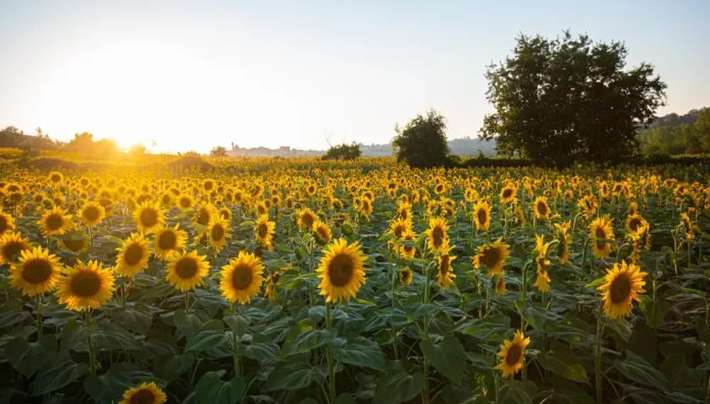 Récord del agro: en marzo la molienda de girasol superó las 500.000 toneladas