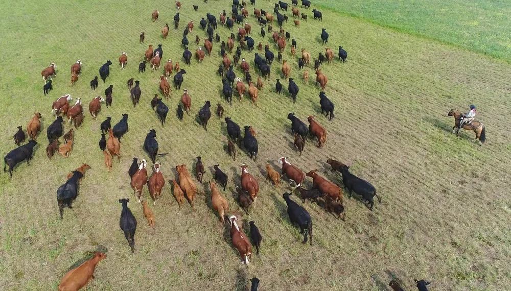 El rodeo vacuno sigue en caída en el país, aunque PBA se mantiene estable