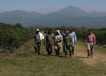RENATRE publicó junto con la OIT un estudio sobre trabajo migrante temporario en el sector rural