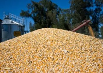 Anuncian la primera exportación en la historia de maíz argentino a China