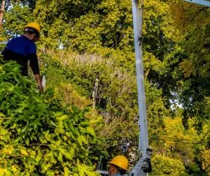 Se puso en marcha el plan de poda para el mantenimiento del arbolado