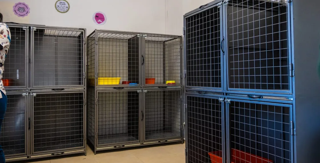 Zoonosis: sector exclusivo para felinos