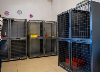 Zoonosis: sector exclusivo para felinos