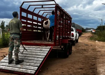 Secuestro de equinos en la vía pública