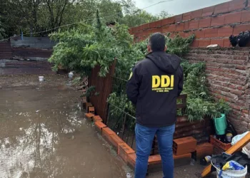 Aprehendido por tenencia de plantas de marihuana