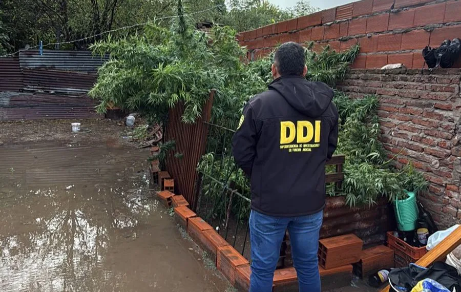 Aprehendido por tenencia de plantas de marihuana