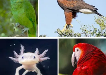 Recuperaron animales exóticos retenidos ilegalmente