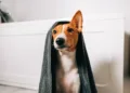 Consejos para bañar a tu perro cuando hace frío