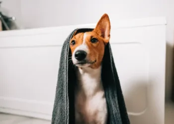 Consejos para bañar a tu perro cuando hace frío