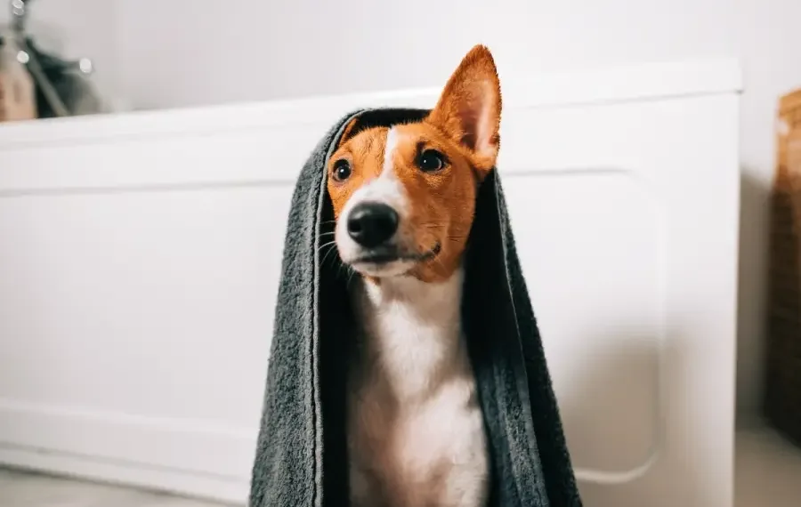 Consejos para bañar a tu perro cuando hace frío