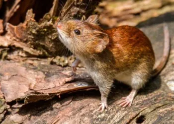 Hantavirus: en Junín no se reportaron casos