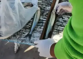 Chascomús: intensifican los controles de pesca en el muelle y la laguna