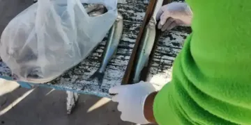 Chascomús: intensifican los controles de pesca en el muelle y la laguna