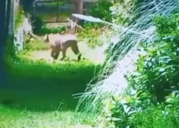 Alarma en Escobar: buscan a un puma cerca de un barrio privado