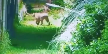 Alarma en Escobar: buscan a un puma cerca de un barrio privado