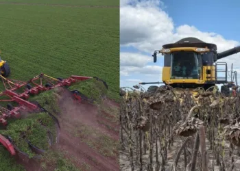 Mientras se prevé una mala campaña para el maní, el girasol crece