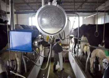 El bienestar animal gana peso como eje de la producción sustentable