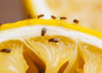 Cómo eliminar las molestas mosquitas de la cocina con trucos caseros