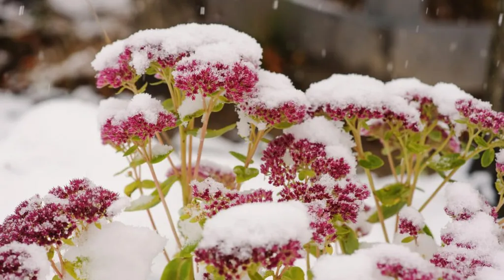 Jardines que florecen en invierno: color, perfume y vida en la estación más fría del año