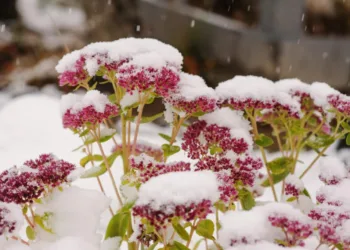 Jardines que florecen en invierno: color, perfume y vida en la estación más fría del año