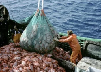 La pesca ilegal extrae hasta 3 millones de toneladas en aguas argentinas