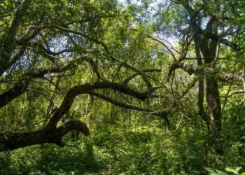 Bosques nativos: Provincia abrió un llamado para financiar planes de conservación