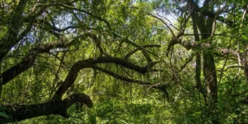 Bosques nativos: Provincia abrió un llamado para financiar planes de conservación