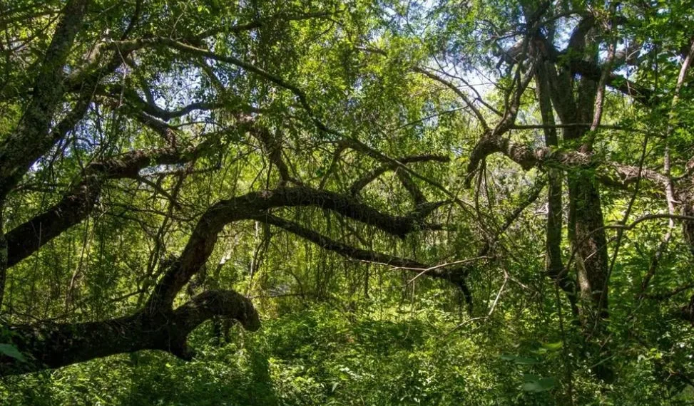 Bosques nativos: Provincia abrió un llamado para financiar planes de conservación