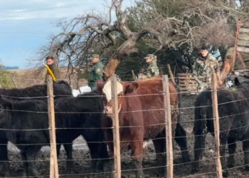 Hallaron 49 de los 52 animales sustraídos al productor Gabriel Racca